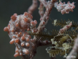 2 pygme's, far Northern Great Barrier Reef by Steffen Binke 
